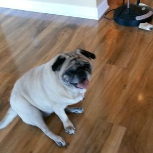 Meet your Posher, Angel